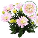 Bild von Osteospermum  P12 Double lovely pink